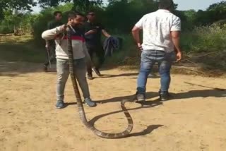 King cobra snake rescue in Korba