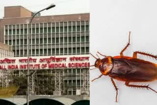 Cockroach found in dal served to child in aiims delhi