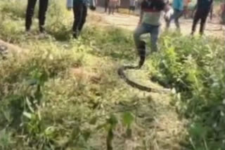 11-feet-long cobra rescued in C'garh, released safely in the forests