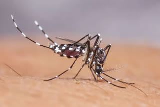 Dengue Claims