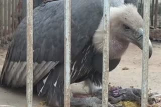 Eagle Found With Electronic Device On Body in Darbhanga