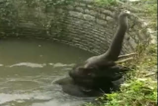 elephant being rescued from well