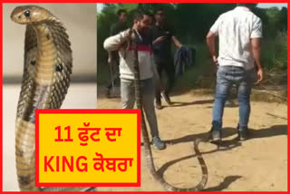 Venomous snakes in the forests of Korba