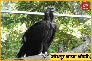 Cinereous vulture Okhi brought to Jodhpur