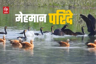 Migratory Birds Started Arriving in Haridwar