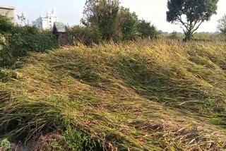 Progressive farmer grew black rice for the first time in Kotdwar