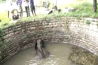 wild elephant fell into well in chittoor  wild elephant fell into well  wild elephant attack in chittoor  wild elephant destroys crops  elephant attack  കാട്ടാന കിണറ്റിൽ വീണു  കാട്ടാന കൃഷി നശിപ്പിച്ചു  കാട്ടാന ആക്രമണം  ആന കിണറ്റിൽ വീണു  ചിറ്റൂർ കാട്ടാന ശല്യം  വനംവകുപ്പ്