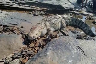 damoh crocodile video viral