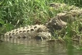 Crocodile attacks on the rise in Dandeli