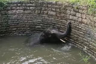 elephant fell in the well