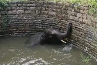 ANDHRA PRADESH ELEPHANT FELL INTO WELL IN SEARCH OF FOOD FOREST DEPARTMENT SAVED