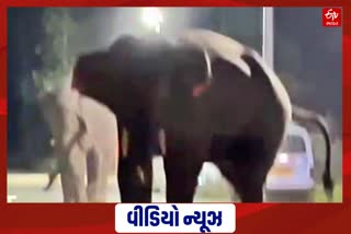 Haridwar Elephant Terror
