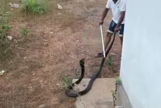 King cobra hunted Bengal monitor