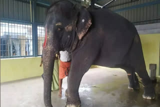 Assam Elephant Joymala mistreated again in Tamil Nadu temple: PETA