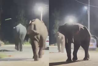 Chasing Two wild Elephants  രാജാജി കടുവ സങ്കേതം  ജനവാസ മേഖലയിലെത്തി കാട്ടാനകള്‍  സോഷ്യല്‍ മീഡിയ  ജനവാസ മേഖലകളില്‍ കാട്ടാന ശല്യം  ഉത്തരാഖണ്ഡിലെ ഹരിദ്വാര്‍  ജഗ്‌ജിത്പൂര്‍  national news updates  Chasing Two wild Elephants  wild Elephants