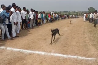 Dog Race in Gadwal