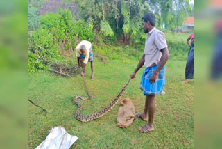 fire department  python  long python  python handover to fire department  pudukkottai  pudukkottai news  pudukkottai latest news  மலைப்பாம்புc  தீயணைப்புதுறை  மலைப்பாம்பு தீயணைப்புதுறையினரிடம் ஒப்படைப்பு  இலுப்பூர்  புதுக்கோட்டை  வான்கோழி