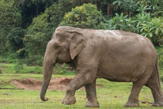 2-women-killed-in-elephant-attack-in-siliguri