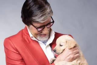 Amitabh Bachchan pet dog death