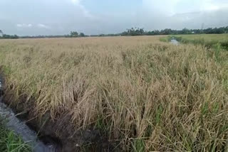 lack of enough harvesting machine  harvesting machine crisis  kottayam farmers crisis  കൊയ്ത്ത് യന്ത്രം എത്തിക്കാനായില്ല  കൊയ്ത്ത് യന്ത്രം  കർഷകർ പ്രതിസന്ധിയിൽ  കോട്ടയത്ത് കർഷകർ പ്രതിസന്ധിയിൽ  കോട്ടയത്ത് നെൽ കൃഷി പ്രതിസന്ധി  കോട്ടയത്ത് കൊയ്ത്തിന് തടസ്സം