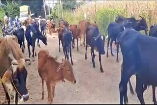 Cattle fair ban in Shivamogga