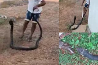 Huge king cobra behind the house in Karnataka  കര്‍ണാടകയില്‍ വീടിന് പിറകില്‍ കൂറ്റന്‍ രാജവെമ്പാല  കര്‍ണാടക  കൂറ്റന്‍ രാജവെമ്പാല  പാമ്പ് ആക്രമണം  snake bite  Karnataka snake  national news updates  latest news in Karnataka