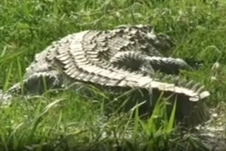 crocodile-attacks-increased-at-dandeli-in-karnataka-five-killed-in-one-year
