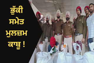 The police busted the poppy business in the cotton fields at Bathinda