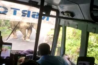 wild elephant attacked the bus