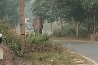 Elephant seen roaming near Chandil Dam