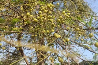 gooseberry benefits . amla properties for winter  .  Ayurveda herb anvla benefits .