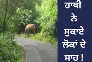 Driver reverses bus for 8 km after chased by wild tusker in Kerala, video goes viral