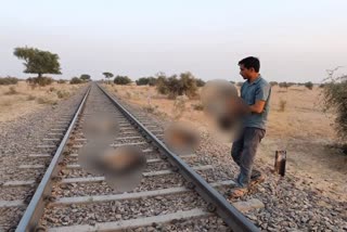 Vulture found Dead on Railway track in Jaisalmer