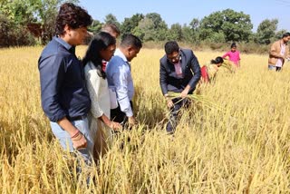 Koriya collector harvested crop in field