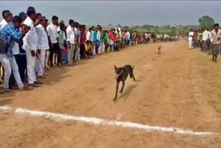 dog-running-race-in-andhra-pradesh