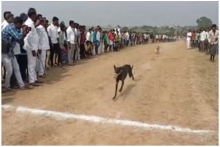 Dog Race