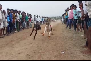 Dog running competitions held in Gattu  ഗട്ടുവിലെ നായയോട്ടമല്‍സരം  ജോഗുലംബ ഗഡ്‌വാല  soft stories  സ്ഫോറ്റ് സ്റ്റോറി  തെലങ്കാന വാര്‍ത്തകള്‍  Telangana news