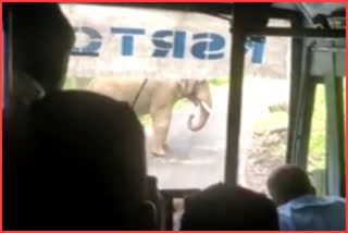 Elephant Chased Bus