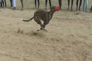 Dog running competitions held  on enthusiastically at Gattu in Jogulamba Gadwala