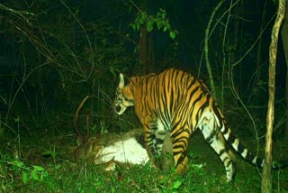 tiger cubs