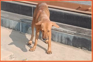 Bombay HC On Feeding Stray Dogs