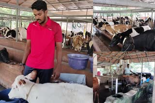 Vineesh is successful in cow farming in Kannur  Kannur  Kannur news updates  latest news in kannur  cow farming in Kannur  പശു വളര്‍ത്തിലിലെ വിജയഗാഥ  പശുവളര്‍ത്തല്‍  യുവാക്കള്‍ക്ക് മാതൃകയായി വിനീഷ്  പശുവളര്‍ത്തലില്‍ വിജയം  കരിവെള്ളൂർ പെരളം കൊഴുമ്മലിലെ വിനീഷ്‌