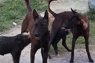 a street dog breastfeed to piglet