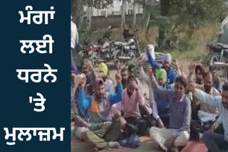 At Ferozepur the contract employees of PSPCL staged a protest against the Punjab government