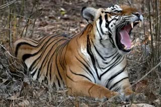Tiger in Morena