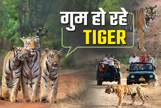Tigers going missing from Rajasthan forest