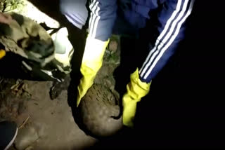 sidhi forest department rescue pangolin