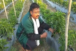 Shivpuri Capsicum Farmer