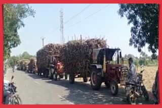 Sugarcane Ban Movement