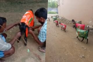 viral video of goats  goats which weared rain coats  thanjavur viral video  coats of rice bags  tamilnadu farmer viral video  latest national news  latest news today  latest news in tamilnadu  അരിച്ചാക്ക് ഉപയോഗിച്ച് മഴക്കോട്ടുകള്‍  ധരിച്ചത് ആടുകള്‍  വൈറല്‍ വീഡിയോ  തഞ്ചാവൂരിലെ വൈറല്‍ വീഡിയോ  ആടുകള്‍ക്ക് മഴ നനയാതിരിക്കാന്‍ കോട്ട്  തമിഴ്‌നാട് ഏറ്റവും പുതിയ വാര്‍ത്ത  ഇന്നത്തെ പ്രധാന വാര്‍ത്ത  ഏറ്റവും പുതിയ ദേശീയ വാര്‍ത്ത